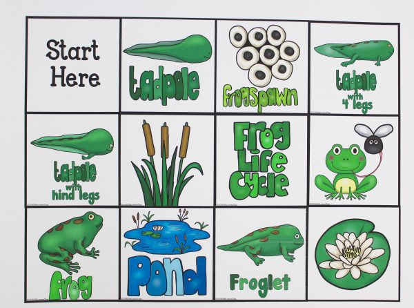 Bee Bot Frog Life Cycle